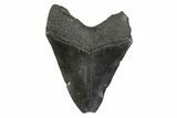 Fossil Megalodon Tooth - South Carolina #356832-1